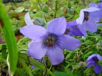 Codonopsis grey-wilsonii syn. nepalense